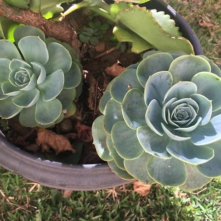 Pe De Manga Hospedagem Mucugê Buitenkant foto