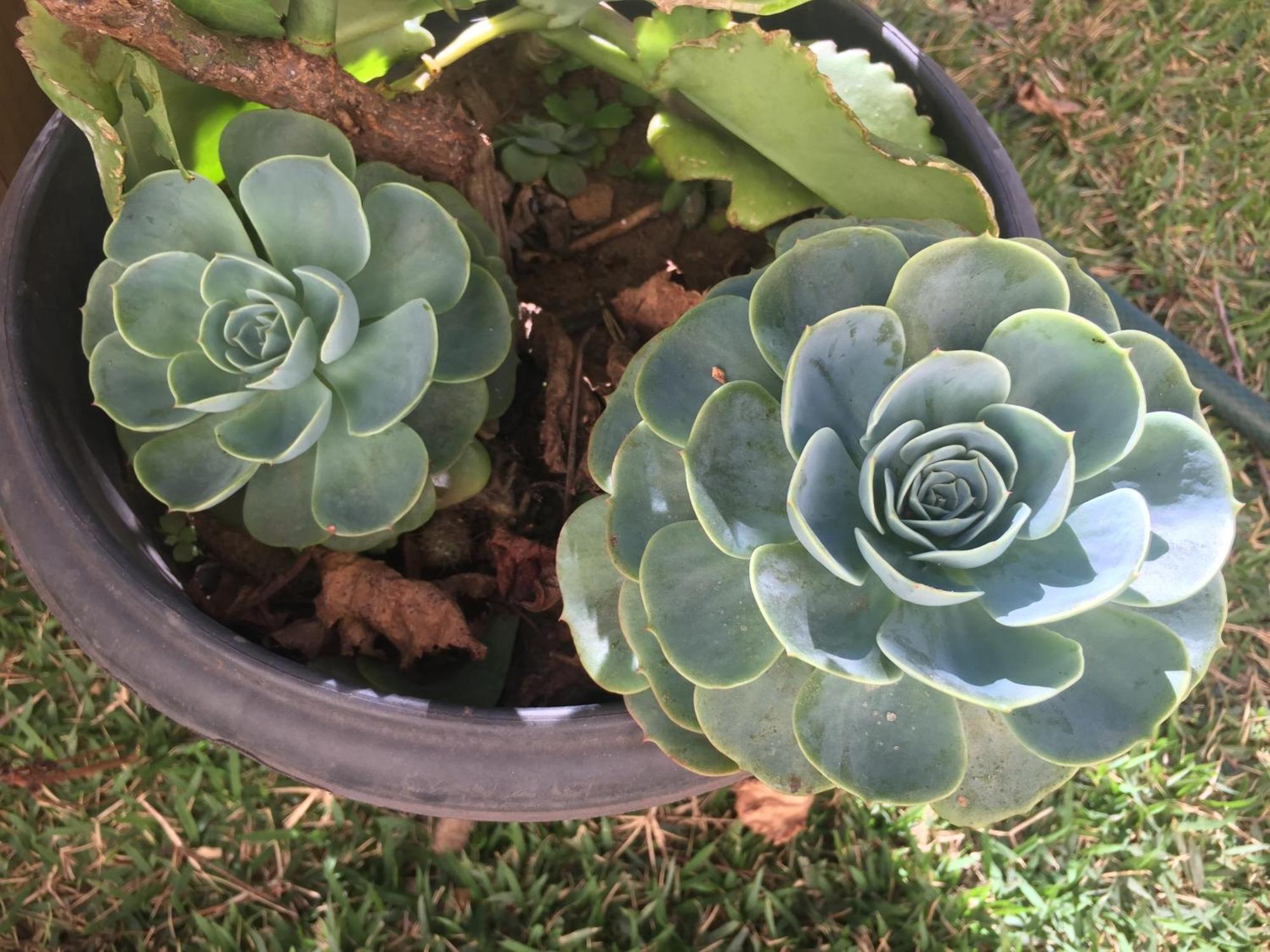 Pe De Manga Hospedagem Mucugê Buitenkant foto