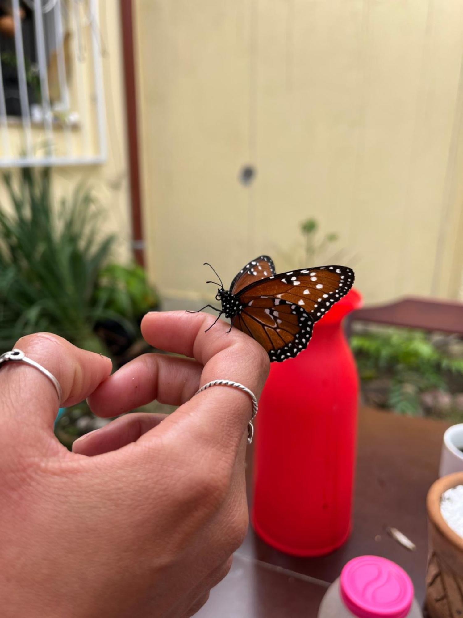 Pe De Manga Hospedagem Mucugê Buitenkant foto